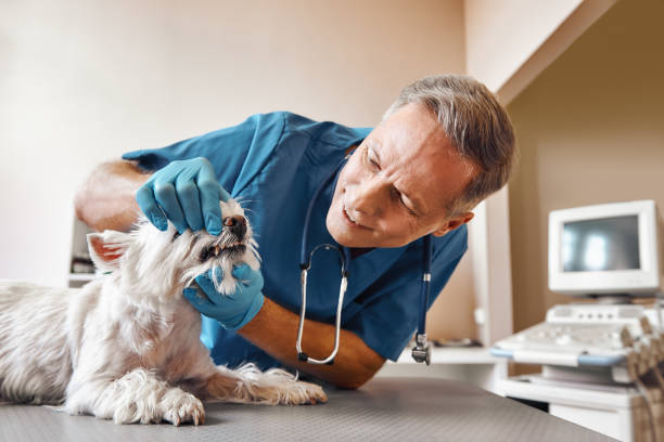 Best Emergency Root Canal Treatment in Smoke Rise, AL